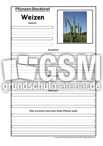 Pflanzensteckbrief-Weizen.pdf